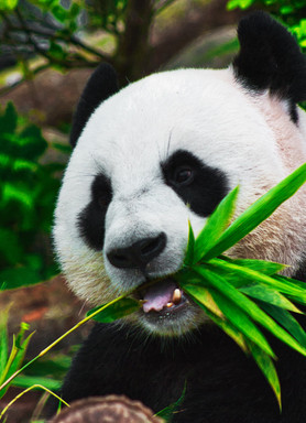Nettoyage des données avec Python Pandas