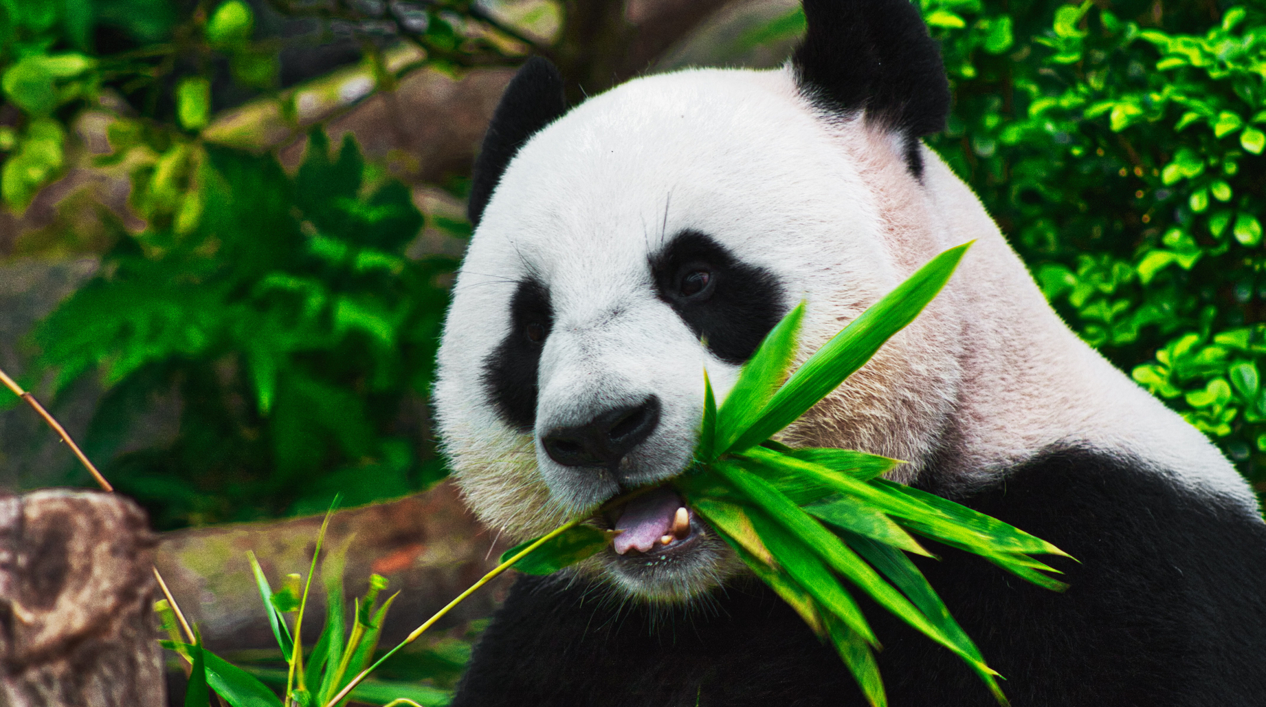 Panda bear eating bamboo leaves