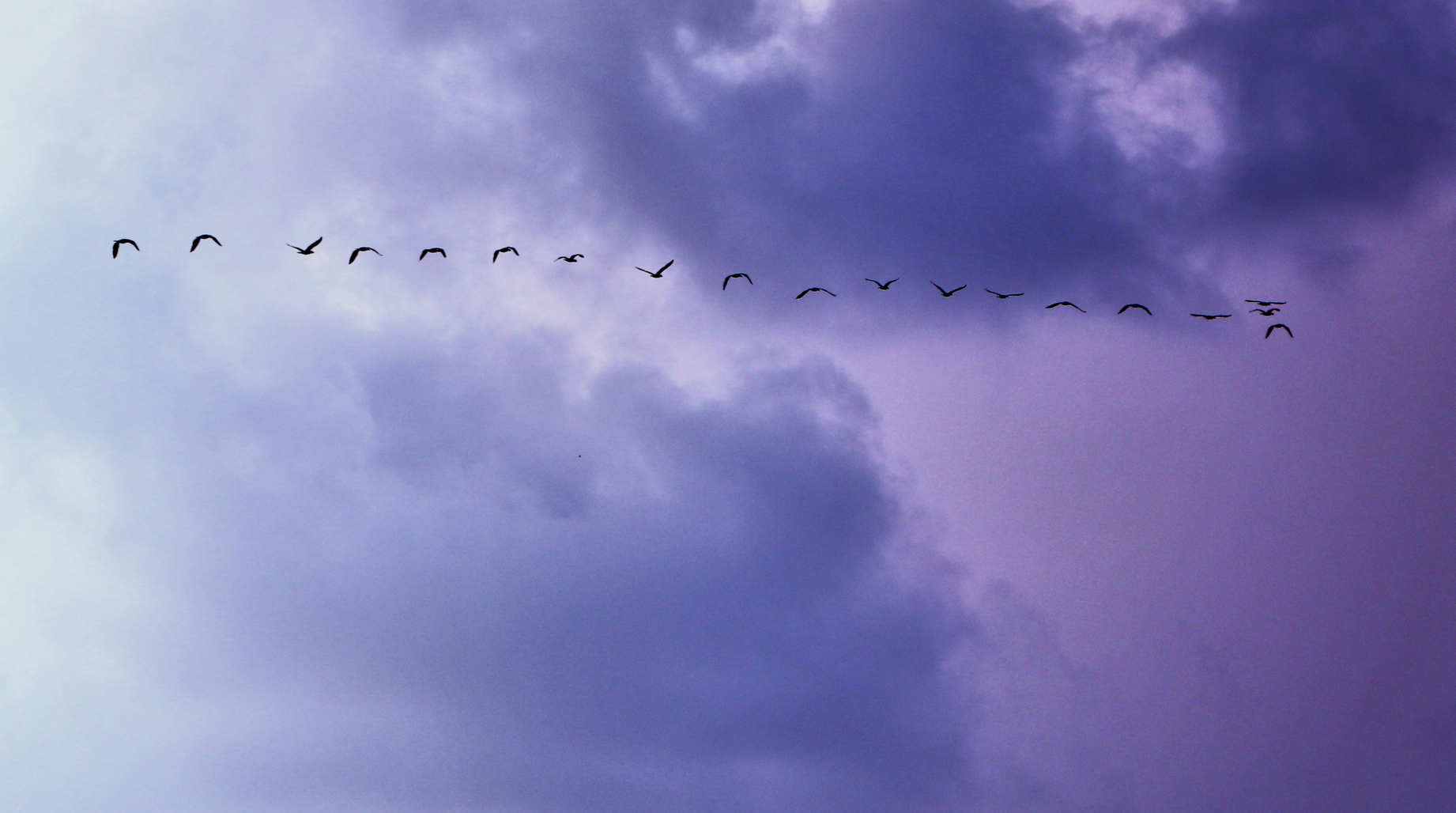 Vol d'oiseaux dans un ciel nuageux 