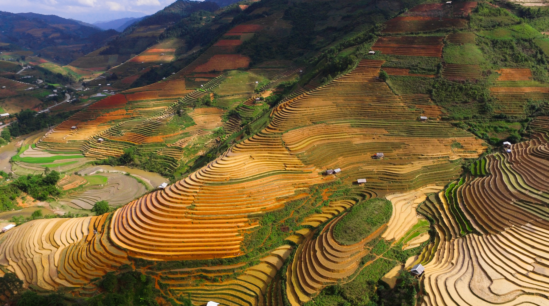  paddy field in Vietnam 